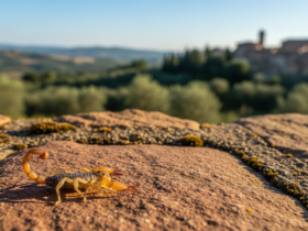 Czy we Włoszech są skorpiony?
